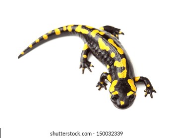 Salamandre Images Photos Et Images Vectorielles De Stock Shutterstock