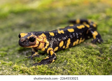 A fire salamander (Salamandra salamandra) photographed in the north of Portugal.