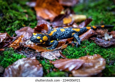 The fire salamander (Salamandra salamandra) is possibly the best-known salamander species in Europe. Macro portrait on moss in the forest. Wild animal theme