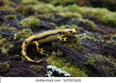 Fire salamander (Salamandra salamandra), Spain