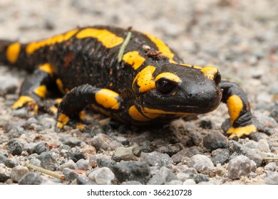 Uccle Brussels Brabant Belgium Salamander Salamandra Stock Photo (Edit ...