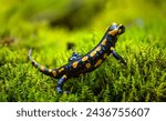 Fire salamander (Salamandra salamandra) is a well known salamander species. Macro close up of black and yellow amphibian in wet green moss near “Urbacher Wasserfall“ cascade in Germany on a rainy day.