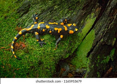 Fire Salamander, spotted amphibian on the tree trunk with green moss. Black animal with yellow spots. Animal in the forest habitat.