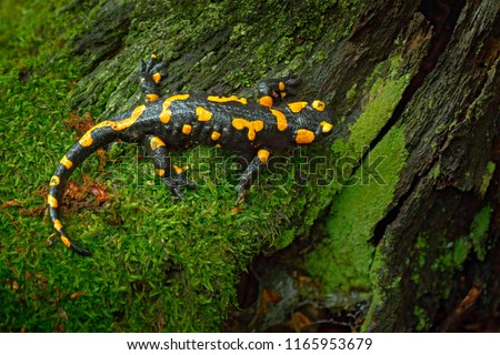 Fire Salamander, spotted amphibian on the tree trunk with green moss. Black animal with yellow spots. Animal in the forest habitat.