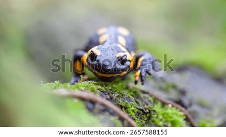 Fire salamander walking forward on the ground covered with moss in the edge of forest. Salamandra salamandra, Touraine, Indre et Loire 37, région Centre Val de Loire, France, European Union, Europe