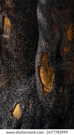 Fire scars and patches of missing bark give strongs clues to the demise of this dead tree, Yosemite National Park, California