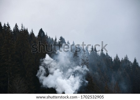 Fire and smoke in the forest
