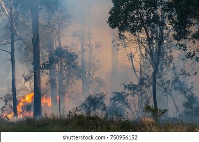 Fire In Undergrowth Of Eucalypt Forest With Flames And Dense Smoke