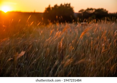Fire Wheat At Sunset In A Field