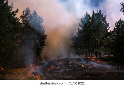 Fire. Wildfire, Burning Pine Forest In The Smoke And Flames.