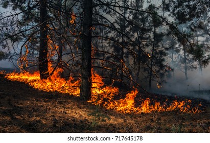 fire. wildfire, burning pine forest in the smoke and flames.