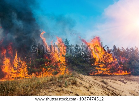 fire. wildfire, burning pine forest in the smoke and flames.