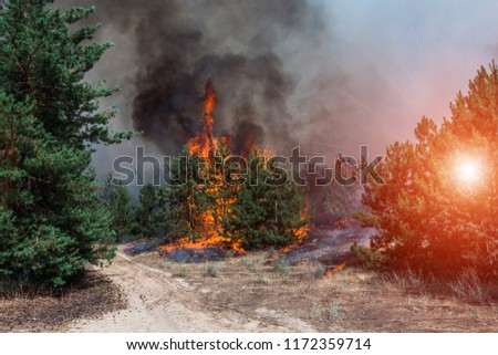 fire. wildfire, burning pine forest in the smoke and flames.