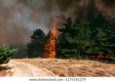 fire. wildfire, burning pine forest in the smoke and flames.
