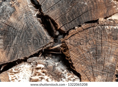 Similar – Image, Stock Photo wood Environment Nature