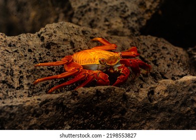
A fire zayapa walking between the lava stones in search of food, they are usually very cautious and hide with the slightest premonition of danger - Shutterstock ID 2198553827