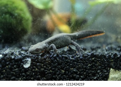 Fire-bellied Newt - Cynops Orientalis, Underwater Reptile.