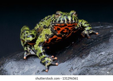 Fire-bellied Toad / Bombina Orientalis