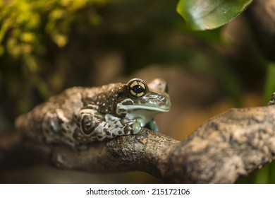 Fire-bellied Toads Or Firebelly Toads Is A Group Comprising Eight Species Of Small Toads Belonging To The Genus Bombina