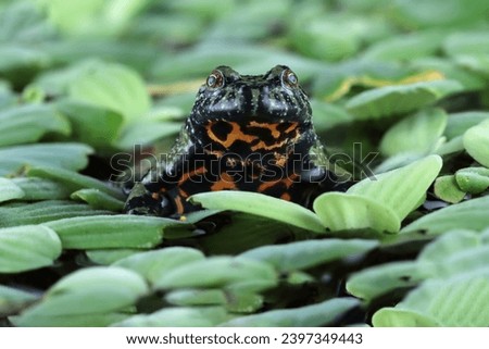 Fire-belly toads spotted among the leaves, Fire belly toad camouflage on swamp, animal closeup, Bombina orientalis