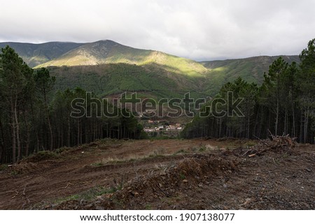 Firebreak in a forest full of pine trees with a small group of houses at the bottom of the hill.