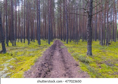 Firebreak In A Pine Forest.