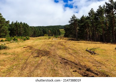 Firebreaks without mountain vegetation between spruce forests