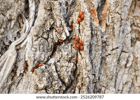 firebug beetles hide in tree holes. Insects camouflaged on a tree trunk in the autumn day. Insects hibernating concept.
