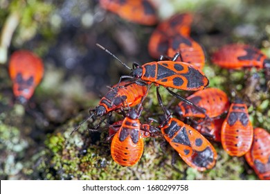 Firebug insects (Pyrrhocoris apterus) in a tree trunk. Beetles with a red spotted back are sitting on a tree trunk. Close-up.