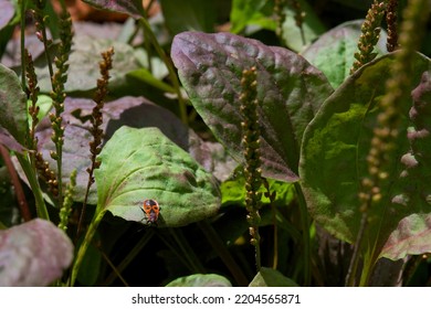 Firebug On The Leaves Of Green Broadleaf Plantain