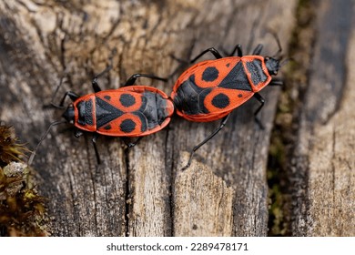 Firebug, Pyrrhocoris apterus, is a common insect of the family Pyrrhocoridae - macro details - Powered by Shutterstock