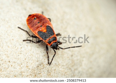 Firebug - Pyrrhocoris apterus, common red and black bug from European meadows, gardens and woodlands, Zlin, Czech Republic.