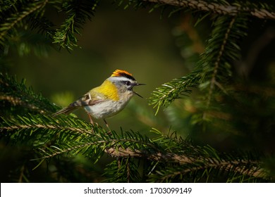 Firecrest - Regulus ignicapilla small forest bird with the yellow crest singing in the dark forest, very small passerine bird in the kinglet family. 