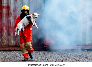 Firefighter help a dog by carry out from room with fire and smoke for safe animal of some people. - Powered by Shutterstock