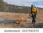 A firefighter lights grass on fire using a drip torch 