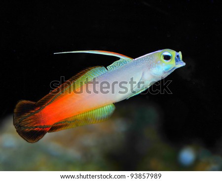 Firefish, Fire Goby or Fire Dartfish