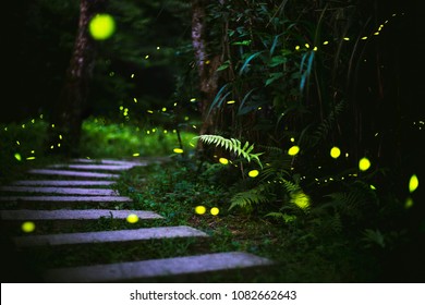 fireflies in the bush at night in taiwan