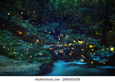蛍の光 の写真素材 画像 写真 Shutterstock
