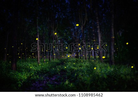 fireflies in the forest trees at night