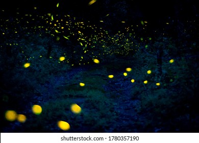 Fireflies in Nancamilpa Tlaxcala, Mexico
