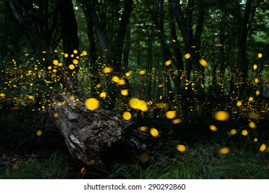 Fireflies/ Night in the forest with fireflies
