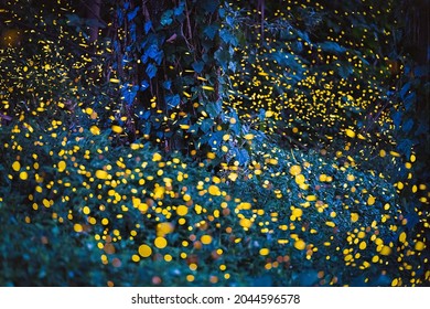 Fireflies, nocturnal members of the family Lampyridae