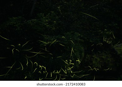 Fireflies On A Summer Night In Japan