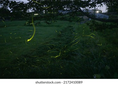 Fireflies On A Summer Night In Japan
