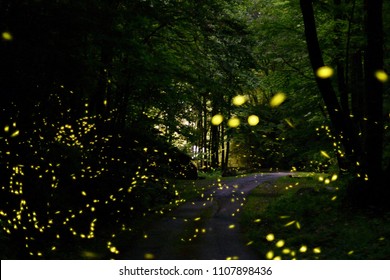 Fireflies in Smoky Mountains 