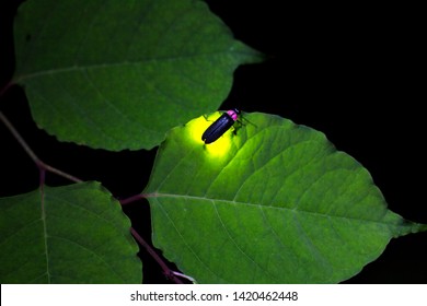 
Fireflies are a summer feature of Japan.A  firefly is emitting light.
