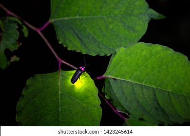 Fireflies are a summer feature of Japan.A  firefly is emitting light.