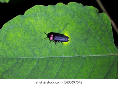 Fireflies Are A Summer Feature Of Japan.A  Firefly Is Emitting Light.