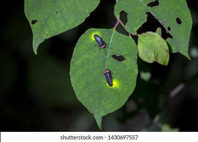 Fireflies Are A Summer Feature Of Japan.A  Firefly Is Emitting Light.
