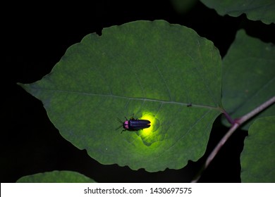 Fireflies are a summer feature of Japan.A  firefly is emitting light.